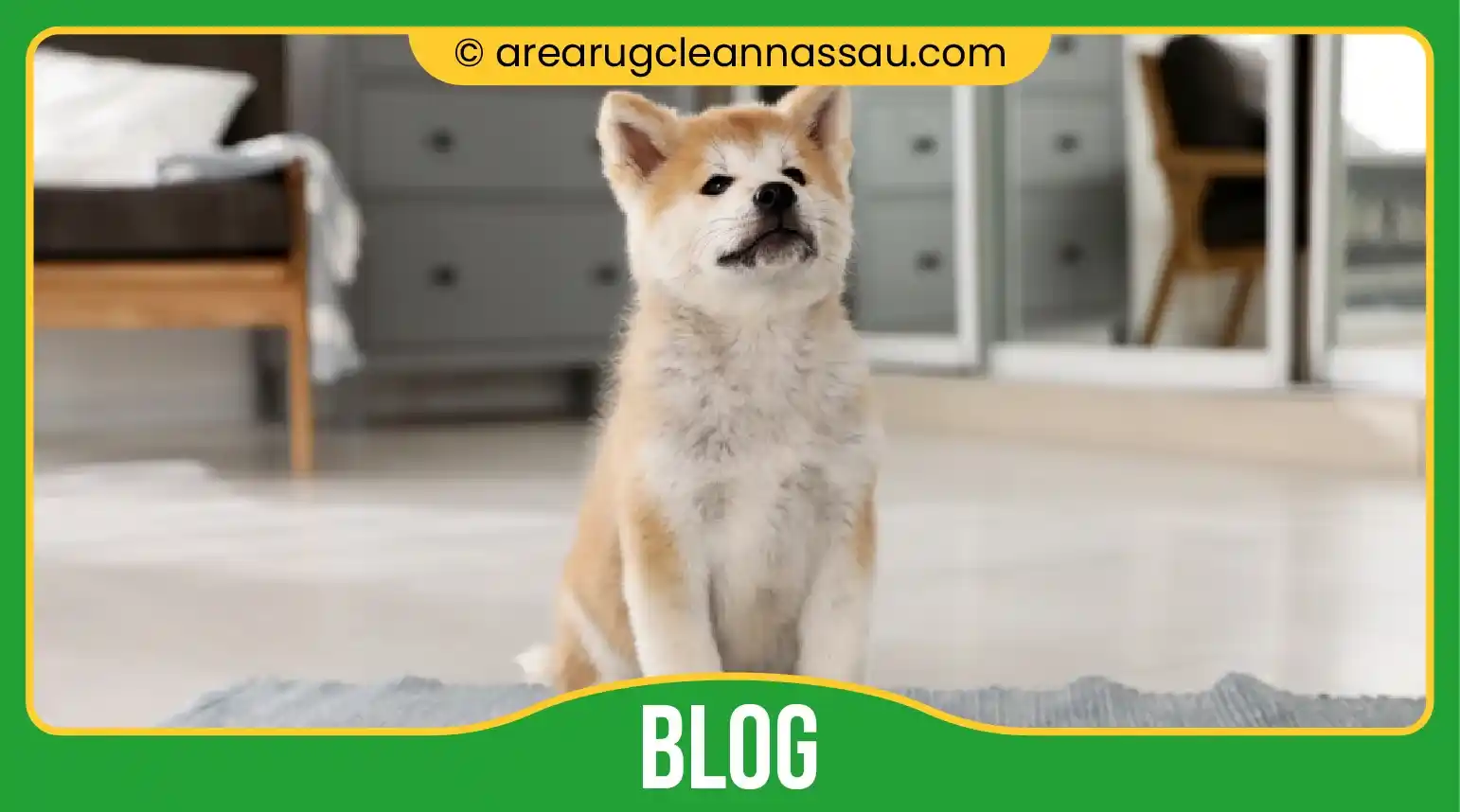 carpet cleaning, carpet cleaners, cleaning services, cleaning services in Nassau, cleaning services in Nassau, carpet cleaning in Nassau, carpet cleaning in Nassau, carpet cleaning Nassau, carpet cleaners in Nassau, carpet cleaners in Nassau, carpet cleaning services, Nassau carpet cleaning, Nassau carpet cleaning, Nassau carpet cleaners, Nassau carpet cleaning services, rug cleaning, rug cleaners, Nassau rug cleaning, Nassau rug cleaners, rug cleaning in Nassau